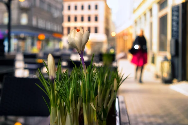 過去のカフェの春の花の道を歩く女の子 — ストック写真