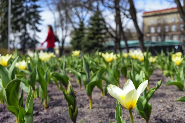 Tulpen auf dem Beet im Stadtpark im Vorfrühling Stockfoto