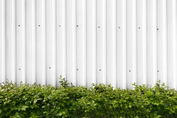 Bushes with green leaves in a white metal fence