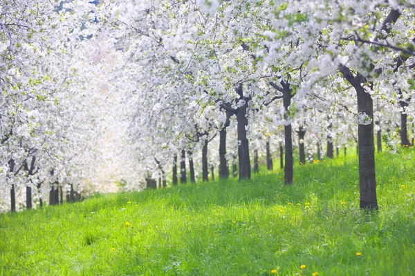 Blommande äppelodling med gula maskrosor under våren — Stockfoto