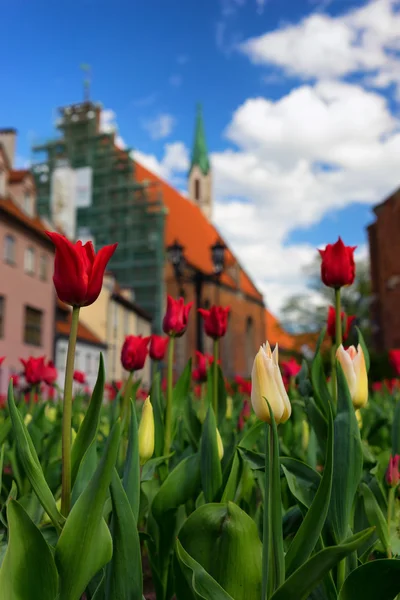 Rode tulpen in het centrum van de oude stad van Riga — Stockfoto