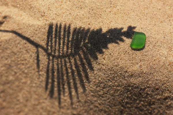 A sombra da planta na praia de areia amarela com um pedaço de gre — Fotografia de Stock