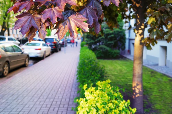 Cars parked on the street with lawn and maple — Stock Photo, Image