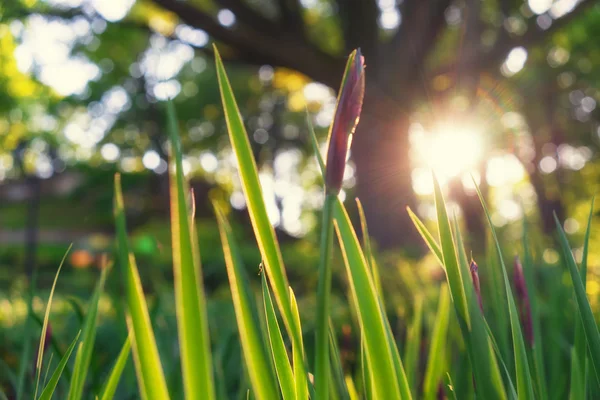 De felle zon schijnt door het groene gras — Stockfoto