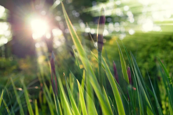 The sun's rays through the grass in the park in spring — Stock Photo, Image