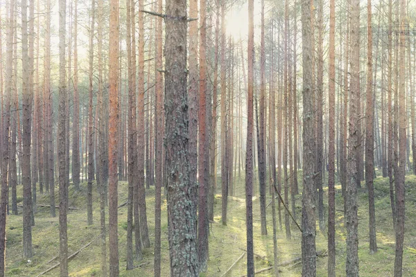 Ormandaki ağaçların arasından bahar güneş parlıyor — Stok fotoğraf