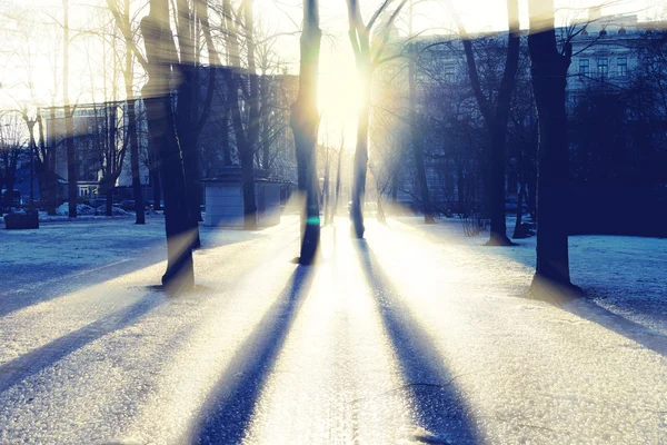 Sun through the trees in the park with shadows on the ice — Stock Photo, Image