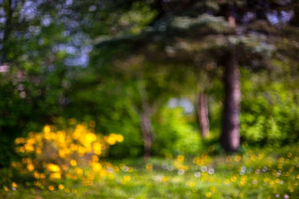 Buske gula blommor och tallskog. Suddiga — Stockfoto