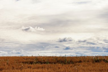 bulutlar ve Tortum altın renkli alan güzel gökyüzü