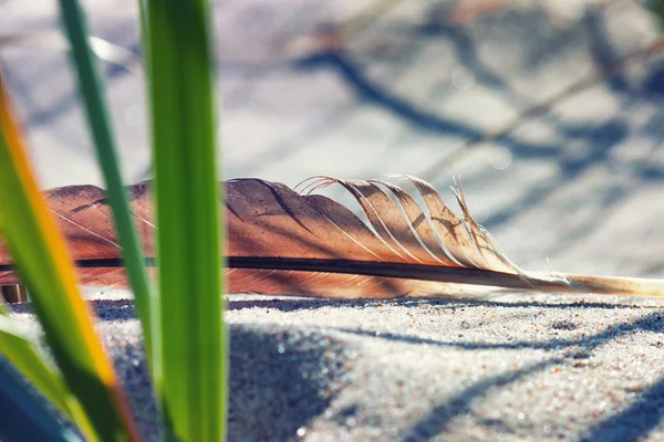 Pluma de pájaro en la arena en hierba verde —  Fotos de Stock