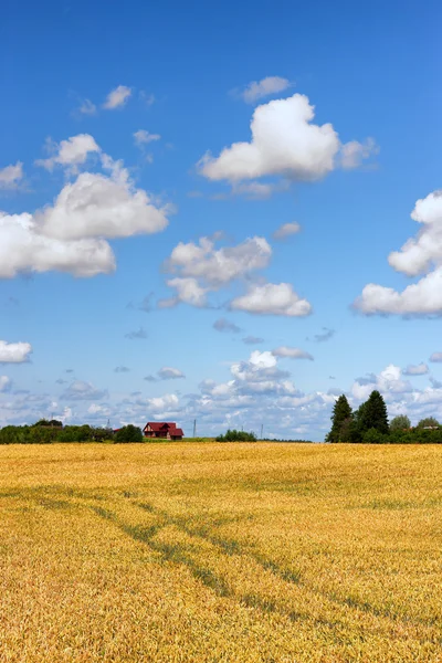 The house with a red roof in a field with yellow wheat — Stock Photo, Image