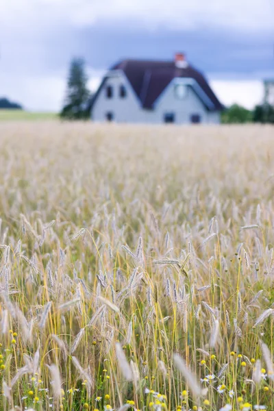 Haus in einem Feld von reifem Getreide mit Blumen — Stockfoto