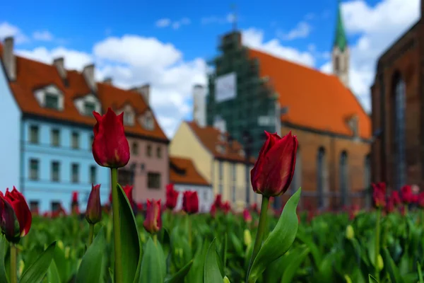 Tulipani rossi sulla piazza nella vecchia Riga — Foto Stock
