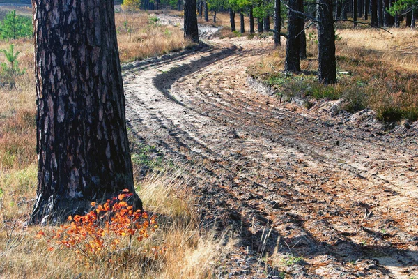 Corte em uma floresta de pinheiro no outono — Fotografia de Stock