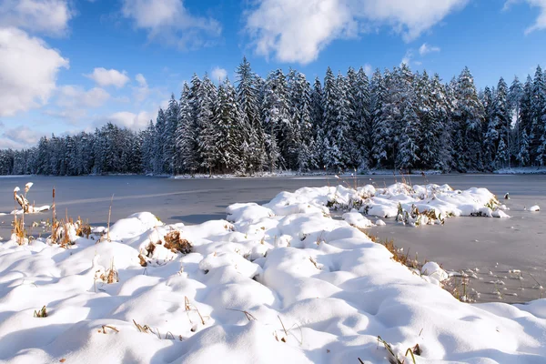 El hielo en el lago con un bosque de pinos en la nieve — Foto de Stock