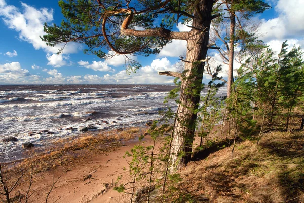 Pijnbomen op de kust van de Baltische Zee in een storm — Stockfoto
