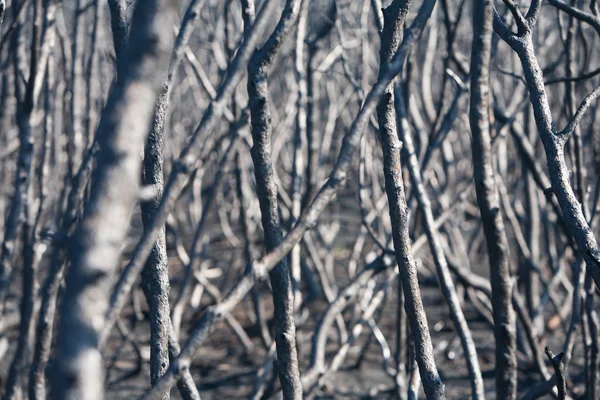 Galhos de arbustos na floresta após o incêndio — Fotografia de Stock