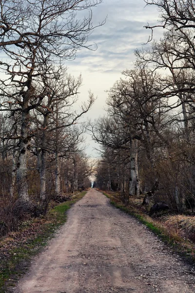 A estrada através da floresta sombria de árvores velhas — Fotografia de Stock