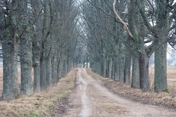 Dirt road through the gloomy forest of oaks — Stock Photo, Image