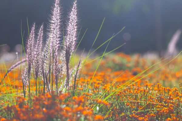 Het gazon in de zomer met heldere decoratieve bloemen — Stockfoto