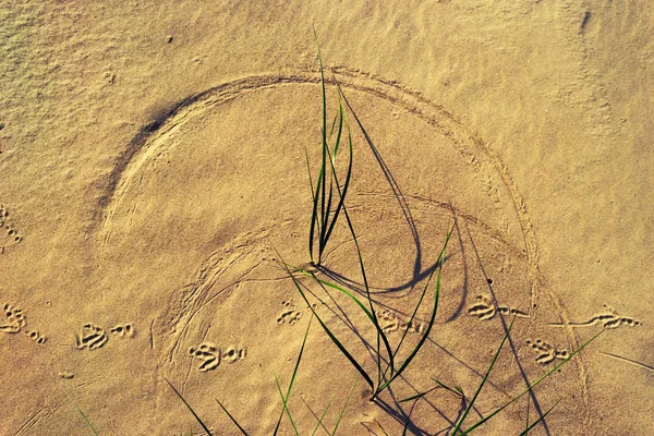 Le demi-cercle sur la plage de sable sur l'herbe — Photo