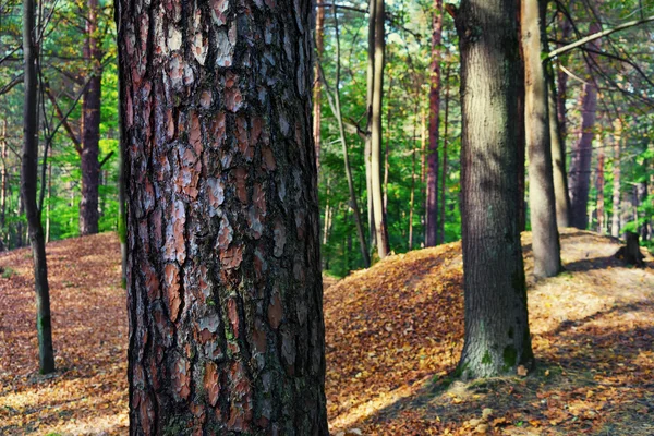 Pin avec une belle écorce sur le tronc dans une forêt au début de s — Photo