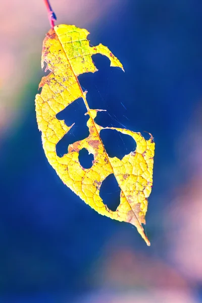 Delicious yellow leaf with a caterpillar webs — Stock Photo, Image