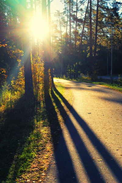 Os raios do sol para árvores de outono com sombras na estrada — Fotografia de Stock