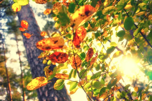 Sun shining through yellow leaves in the forest — Stock Photo, Image