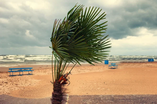 Gebogen door de wind op het strand van de Baltische zee palmboom — Stockfoto