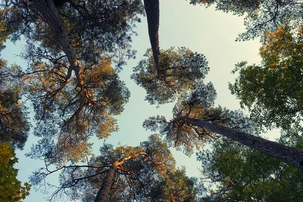 Regardez ci-dessous le ciel et les cimes des arbres dans la forêt — Photo