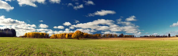 秋天的树林，在绿色的田野，对着天空的全景 — 图库照片