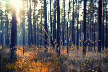 Akşam alacakaranlık ormandaki ağaçların arasından
