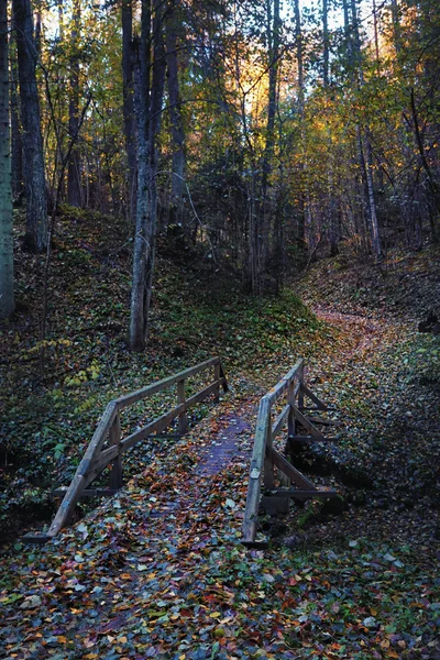 Bron över ravinen i höst skogen på natten — Stockfoto