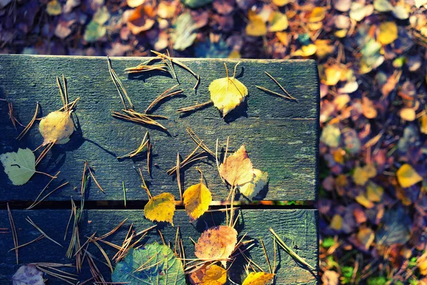 Autumn leaves and needles on a bench in the woods — Stock Photo, Image