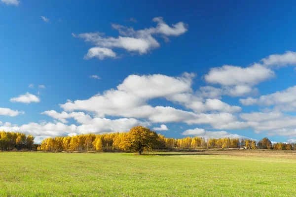 Giallo foresta autunnale al campo verde e cielo blu — Foto Stock