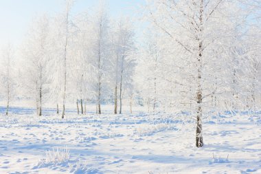 Huş ağacı orman kar ve buz üstünde Noel