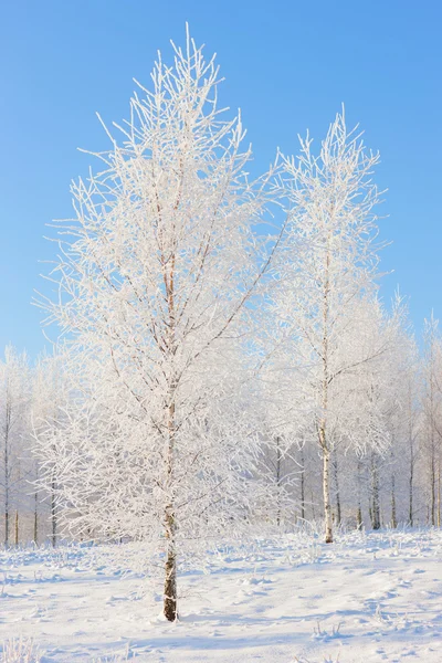 Foresta di betulle nella neve e gelo sullo sfondo di — Foto Stock