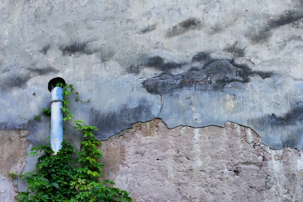 The pipe with green plant on the wall like a sky — Stock Photo, Image