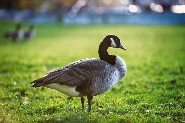 Un ganso gris y blanco en un campo de granja caminando sobre hierba verde —  Fotos de Stock