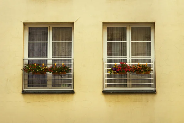 Fenêtres avec fleurs — Photo