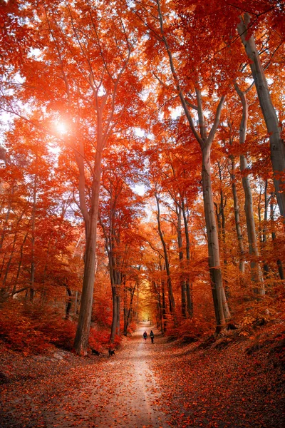 Caminho através do parque de outono luz solar unde Imagens De Bancos De Imagens Sem Royalties