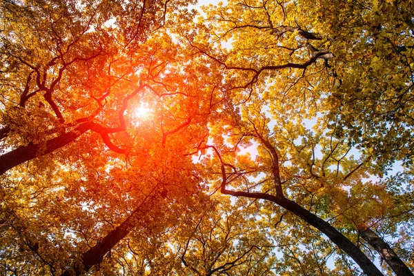 Солнце в осеннем лесу — стоковое фото