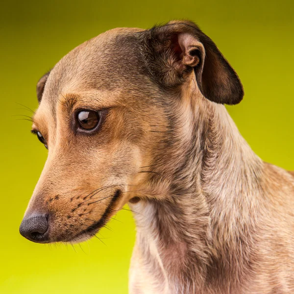 Portrait de petit chien marron à poils courts teckel — Photo