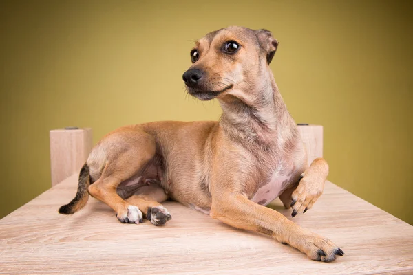 Portrait of a small dog — Stock Photo, Image