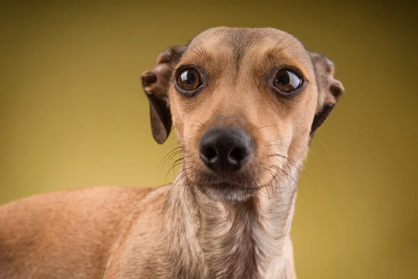 Retrato de cerca de la cara del perro —  Fotos de Stock
