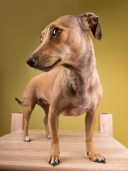 Portrait of a small dog — Stock Photo, Image