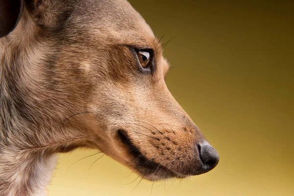 Retrato de cerca de la cara del perro —  Fotos de Stock