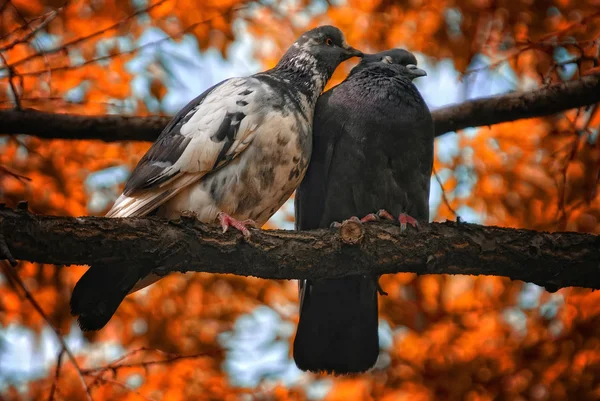 Par de pombos pássaros apaixonados — Fotografia de Stock