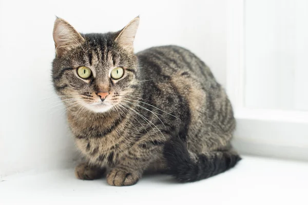 Portrait of a domestic cat — Stock Photo, Image